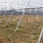 天空のピオーネ農園アグリスジャパン