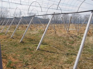 天空のピオーネ農園アグリスジャパン