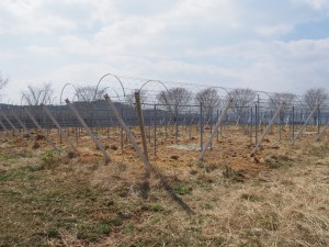 天空のピオーネ農園アグリスジャパン