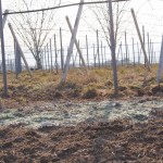 天空のピオーネ農園アグリスジャパン