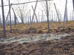 天空のピオーネ農園アグリスジャパン