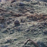 天空のピオーネ農園アグリスジャパン