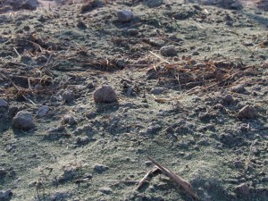 天空のピオーネ農園アグリスジャパン