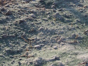 天空のピオーネ農園アグリスジャパン