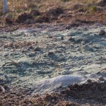 ピオーネ苗肥料