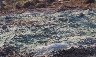 ピオーネ苗肥料