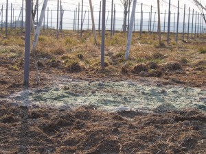 天空のピオーネ農園アグリスジャパン