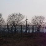 天空のピオーネ農園アグリスジャパン