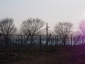 天空のピオーネ農園アグリスジャパン