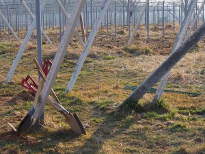 天空のピオーネ農園アグリスジャパン