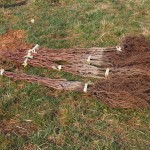 天空のピオーネ農園アグリスジャパン