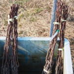 天空のピオーネ農園アグリスジャパン