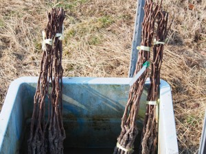 天空のピオーネ農園アグリスジャパン