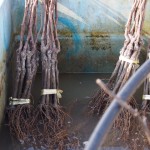 天空のピオーネ農園アグリスジャパン