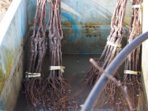 天空のピオーネ農園アグリスジャパン