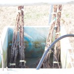 天空のピオーネ農園アグリスジャパン