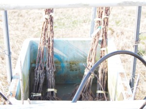 天空のピオーネ農園アグリスジャパン