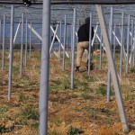 天空のピオーネ農園アグリスジャパン