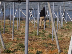 天空のピオーネ農園アグリスジャパン