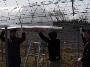 天空のピオーネ農園アグリスジャパン