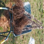 天空のピオーネ農園アグリスジャパン