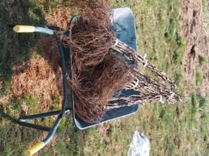 天空のピオーネ農園アグリスジャパン