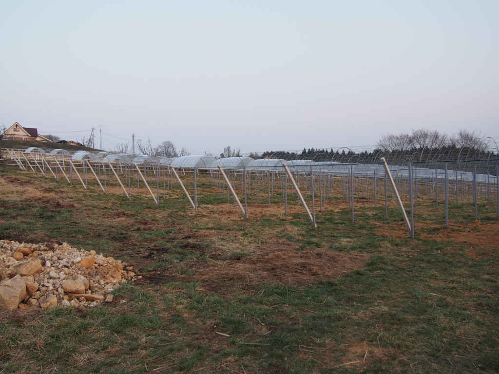 ピオーネ苗ビニール