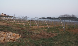 ピオーネ苗ビニール