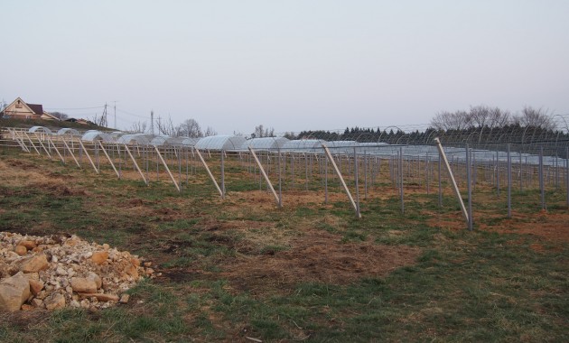 ピオーネ苗ビニール