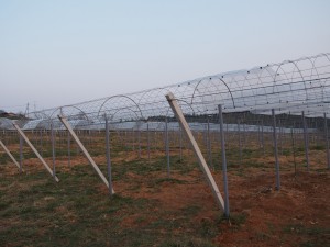 天空のピオーネ農園アグリスジャパン