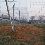 天空のピオーネ農園アグリスジャパン