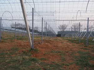 天空のピオーネ農園アグリスジャパン