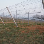 天空のピオーネ農園アグリスジャパン