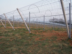 天空のピオーネ農園アグリスジャパン