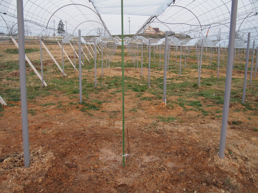 ピオーネの苗を植える