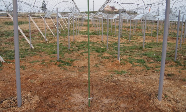 ピオーネの苗を植える