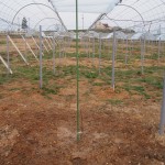 天空のピオーネ農園アグリスジャパン