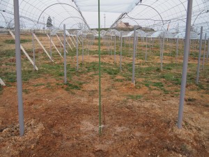 天空のピオーネ農園アグリスジャパン