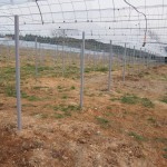 天空のピオーネ農園アグリスジャパン