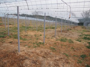 天空のピオーネ農園アグリスジャパン