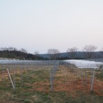 天空のピオーネ農園アグリスジャパン