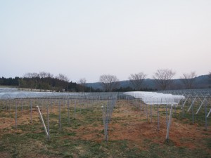 天空のピオーネ農園アグリスジャパン