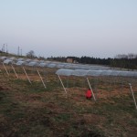 天空のピオーネ農園アグリスジャパン