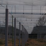 天空のピオーネ農園アグリスジャパン