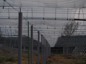 天空のピオーネ農園アグリスジャパン