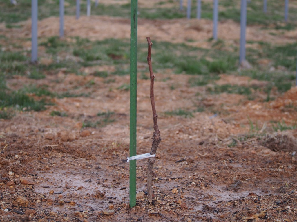 ピオーネの苗植付