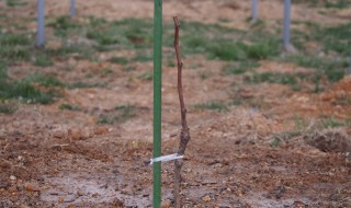 ピオーネの苗植付