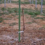 天空のピオーネ農園アグリスジャパン