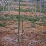 天空のピオーネ農園アグリスジャパン