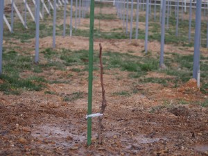 天空のピオーネ農園アグリスジャパン